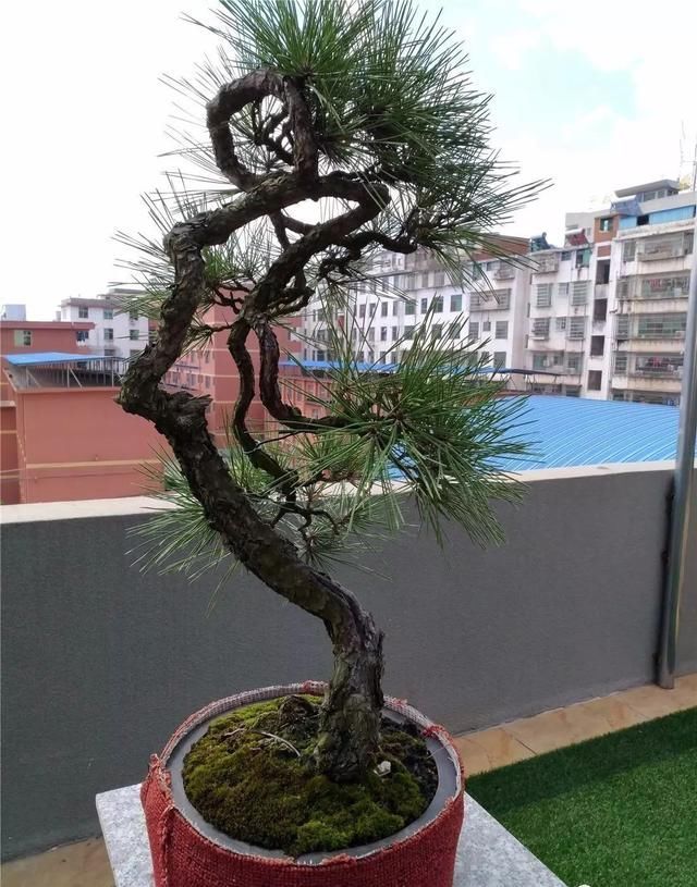 盆景大师都爱玩，山松会否成为下一个热点？