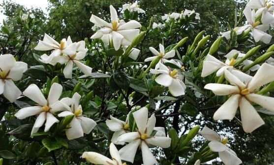 「花期」栀子花花期在什么时候