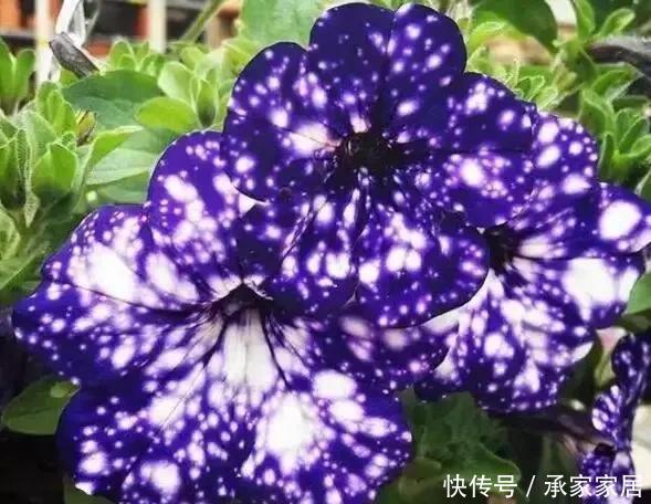 枝条|浪漫星空矮牵牛,花朵如梦幻星空,春天养一盆吧!太美了