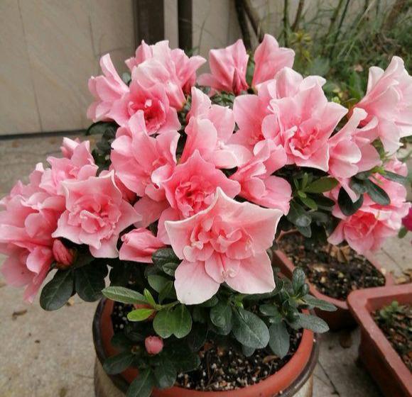  「花盆中」这些花一定要“穷养”，盆越小，越开花，大盆几天就烂根
