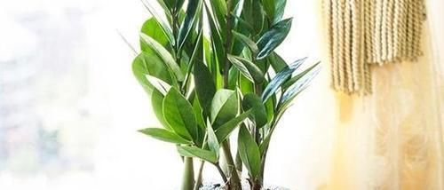 『翠绿的叶片』这6种绿色植物,家里养上几盆,增添绿意,清新又养眼!