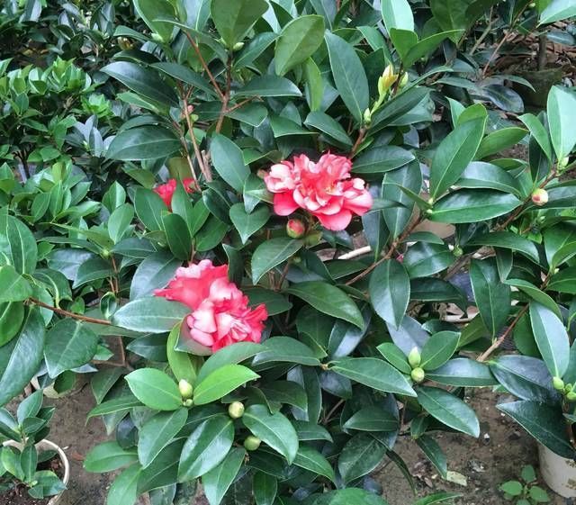  『技巧』认识四季茶花，四季茶花的四季浇水和喷水技巧