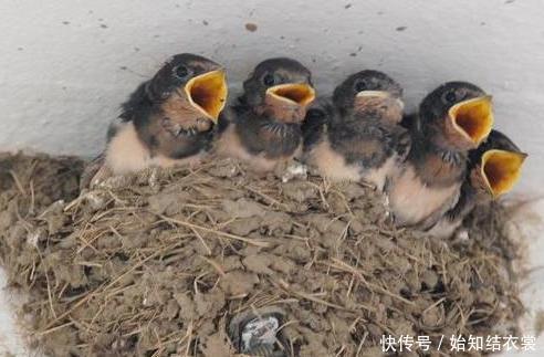  #知识#在农村为什么有的人家里有燕子，有的人家里没有？看完涨