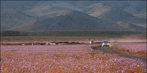 世界最干旱沙漠一场大雨让沙漠开出花海，科学家们却发愁了!