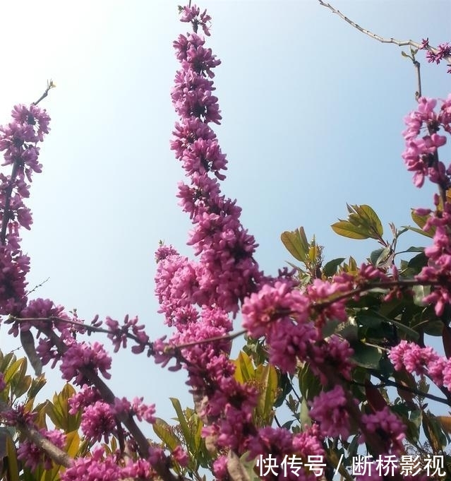  艳丽@紫荆花早春叶前开放，无论枝、干布满紫色花朵，艳丽可爱