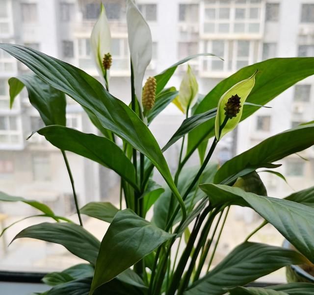  家里■家里光照不好，就养这4种花，耐阴还能勤开花！
