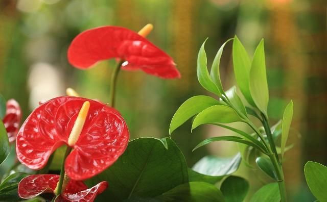 『夏季』这种病菌是红掌的致命杀手,夏季高温高湿易爆发,一定要做好预防