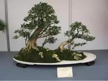 盆景展 ,美美美 !