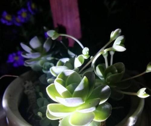  [花友们]花箭不能留！开花就会死的多肉，你家有吗？