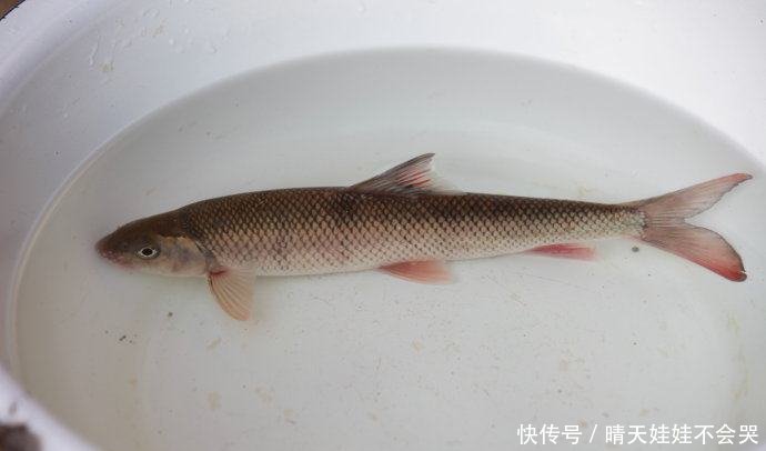 一个不起眼的小山洞，每年随水流出数千斤不知名的鱼