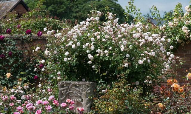  #春天#花园里养上这“2种花”，来年春天，花开不断，美极了！