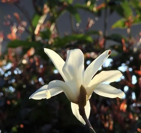  玉兰花|玉兰花香味飘飘又好养，开花洁白清新大方，花期长可以养在院子里