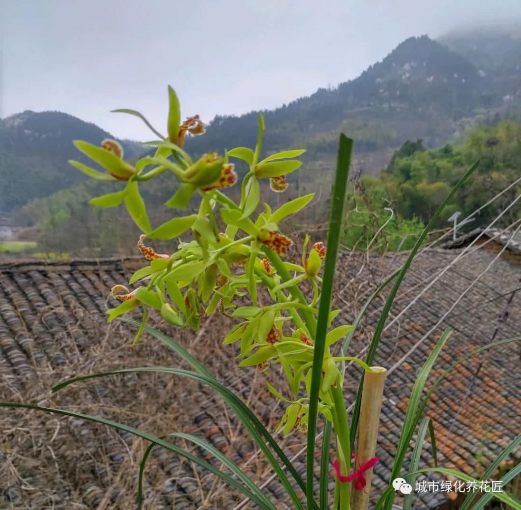  下山|夏季怎么给下山惠兰上盆？把握3个要点，新芽使劲冒不停，不腐苗