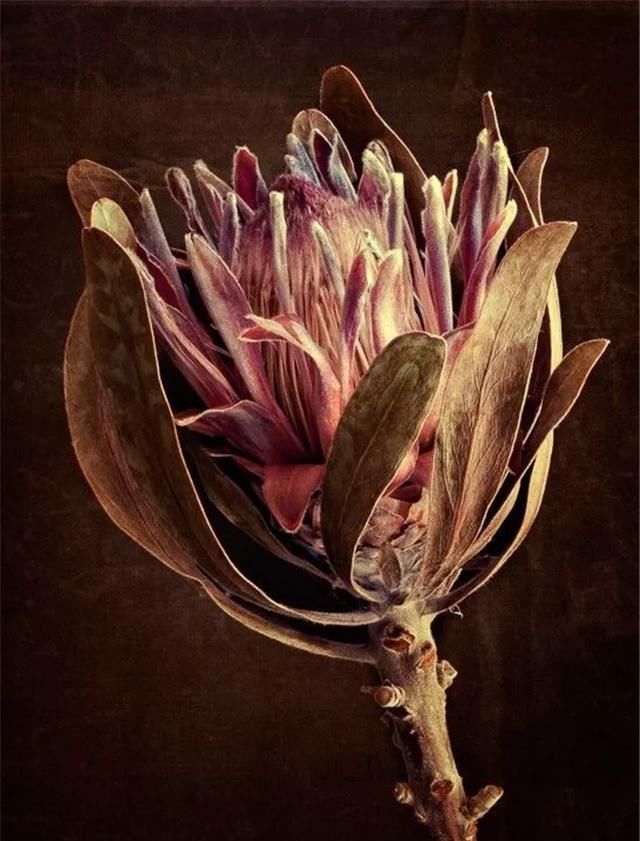  『手工』DIY手工制作：用干花做的花艺作品，比鲜花还美！