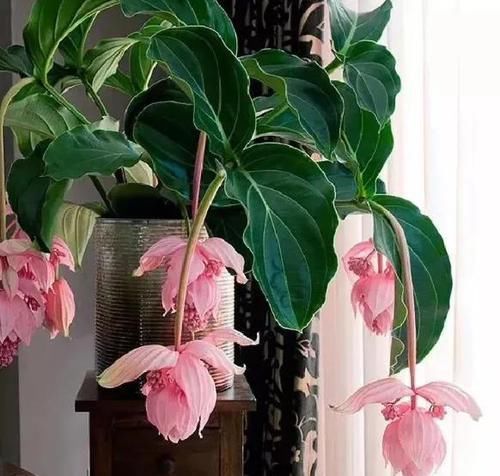  #花盆#室内盆栽：6种耐阴花，高端上档次，叶子越长越大！