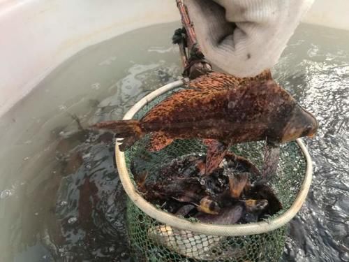  保护动物：5.2万尾国家二级保护动物胭脂鱼和5000余尾鮰鱼今天游