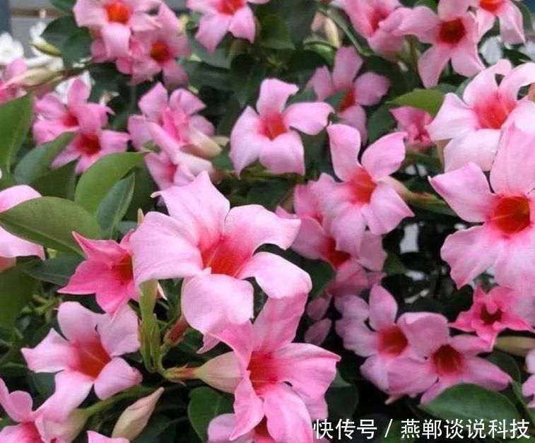  『春天』“3种花”适合春天养，花量大，易爆盆，花开满盆，你家有吗？