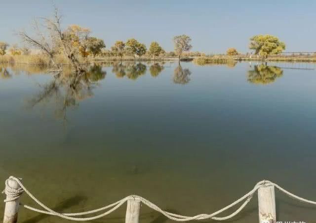 大美新疆，上眼胡杨