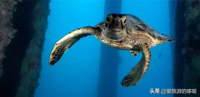 名副其实超值海岛!20元吃大虾,人均200住酒店,顺便考下潜水证