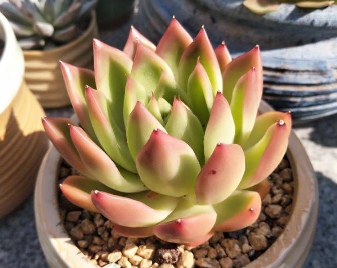  「谈谈」多肉植物叶插全记录, 谈谈我的十二卷养护经验