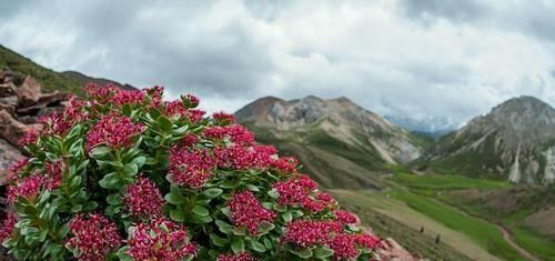 素有:它素有“高原人参”之称,价值珍贵却少有人懂,若遇见,请重视!