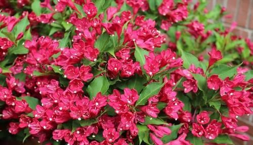  「特别」特耐寒、耐贫瘠的锦带花，花朵开得灿烂至极，适合北方的朋友养