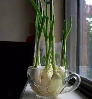  『蔬菜』买一次菜，就能得到无限生长的盆栽蔬菜