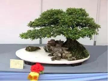 盆景展 ,美美美 !