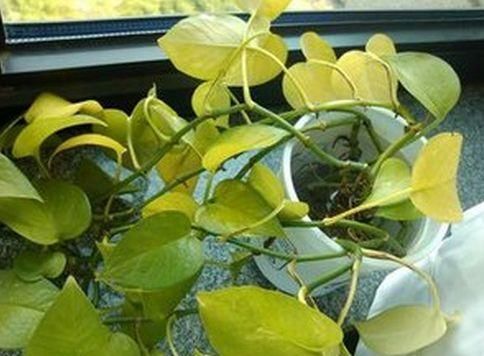  『爷爷』老花匠爷爷养了几十年的花，从来不黄叶，大家来学学