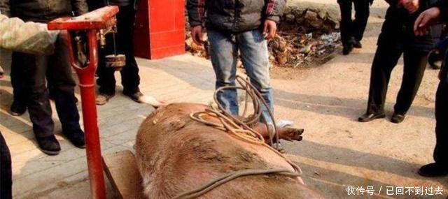 在农村，常有人会高价收购老母猪，他们买去干啥农民看完当心了