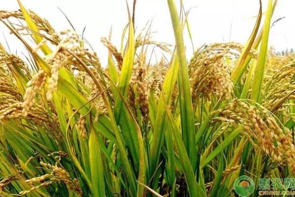 2019粮食补贴新调整，新增两类人，取消这三类农民补贴