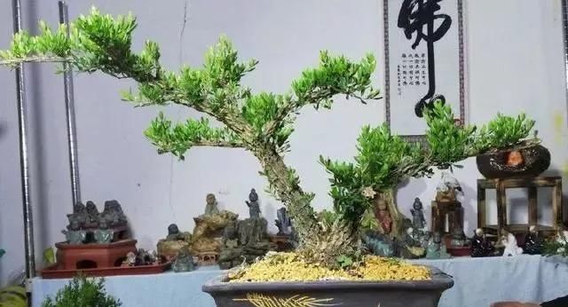  [南方]10年前一盆上万，10年后一盆十块，烂大街的黄杨，被玩坏的盆景