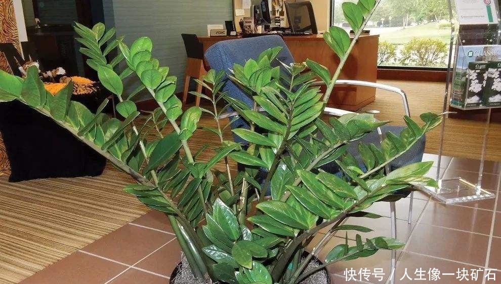  盆栽类型@我们在种植金钱树的时候，所遇到的根部茎叶出现干瘪的原因