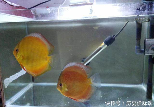  #何种#小鱼缸饲养观赏鱼，应该选择什么品种，何种过滤形式为好？