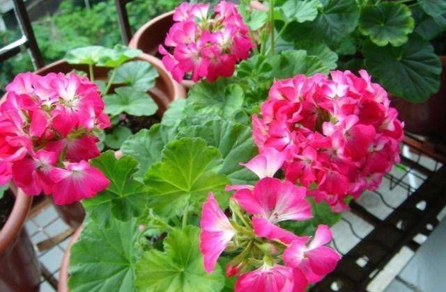 『苍蝇』这三种花是在室内的盆里培育的,蚊子和苍蝇不敢进屋,防蚊是夏季的首选