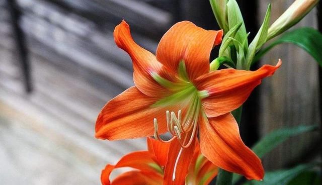  『记住』养好朱顶红，这些要点要记住，开花多又漂亮