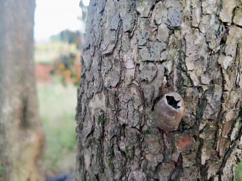  辣子■农村树上这种“破罐子”，收购价一斤200元，是真的还是骗