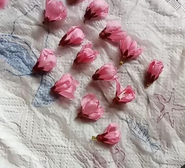  白皙：熬一碗桃花粥，喝了皮肤白皙有光泽度，美容护肤又美容养颜