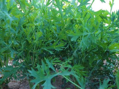  「赵老板说」农民种植一种农作物，投入500元，亩收入5千元，秘