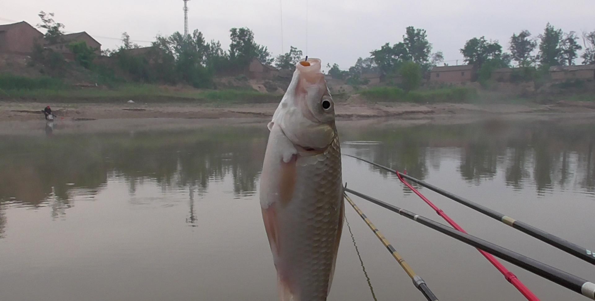  滩区|分享：黄河滩区野钓时遇见的鱼星，快速改变钓法追星试钓立马见效
