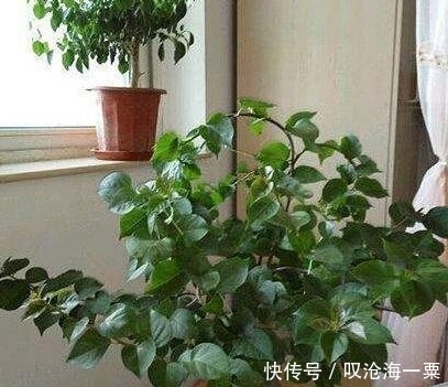  「花儿」夏天养三角梅，只用一招，黄叶没了，绿叶蹭蹭长，花儿开爆盆