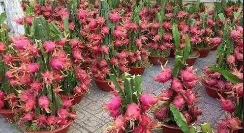 【漂亮】4种水果阳台来盆栽,自己播种就行,当盆栽漂亮,想吃水果随便摘!