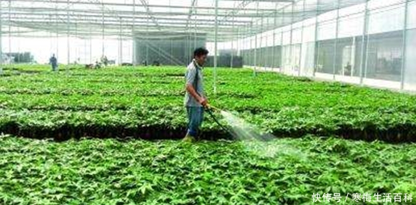  「大棚」大棚房只能等着被拆？符合这些条件的，村干部来了也拆