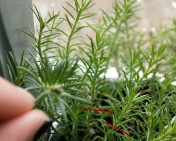  [长寿花]4种花，喜欢“掐”掐得越多，就越不容易长出浓密的门户
