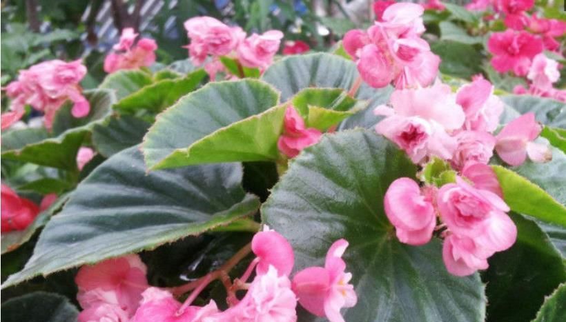 充足:最受欢迎的“4种花”,株型优美、花色艳丽,你养了吗?