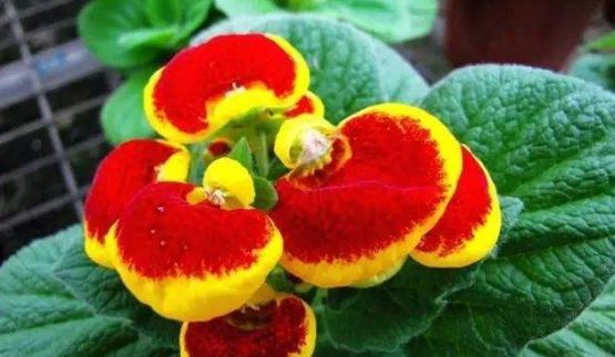  打造：这4种花真好养,选一种放阳台,轻松打造小花园