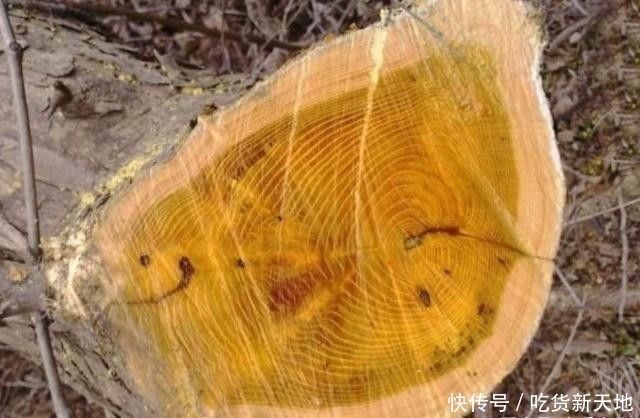  「发现」从前被农民当柴火烧的树木，如今被发现它树芯含金，价