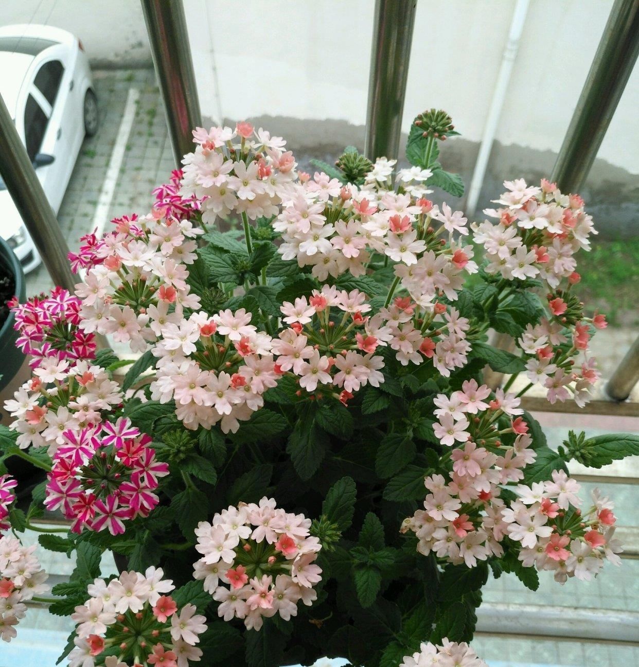  花色艳丽@此植物有“开花机器”之称，全年有花开，养花很容易，室内也能养