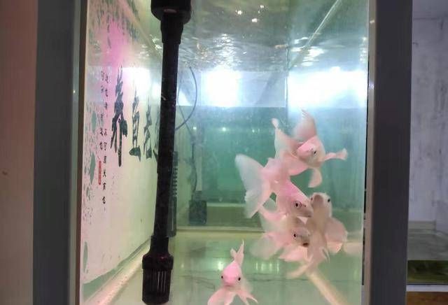  「水质」养蝴蝶鱼，从选鱼、养水到水温、饲料，注意什么？
