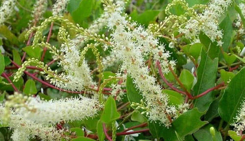 这种野生植物农村把它零食吃，城里1斤卖上千元，你有吃过没